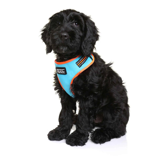 DOOG Neoflex Dog Harness Beethoven Neon Large Orange/Blue – HARBEET-L