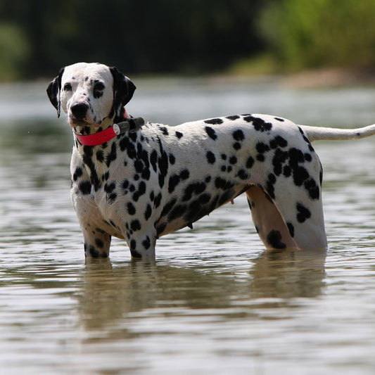 Eyenimal Dog Videocam Black / Gray 3.4″ x 1″ x 1″ – N-3039