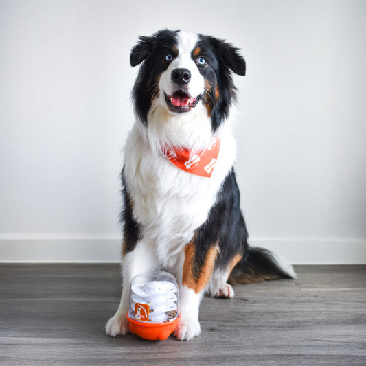 Nylabone Boop-N-Bobble Puzzle Treat Toy