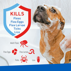 ADAMS Plus Flea & Tick Foaming Shampoo & Wash for Dogs & Puppies Over 12 Weeks, Sensitive Skin Flea Treatment, 10 oz