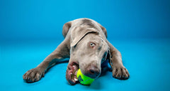 KONG - Squeakair 3 Tennis Balls Multipack - 1 Piece