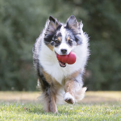 Large KONG Classic Dog Toy – Tough, Bouncy, and Perfect for Stuffing