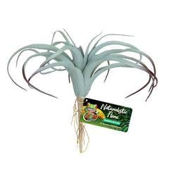Zoo Med Naturalistic Flora Tillandsia Air Plant Terrarium Plant Gray, Tan, 1ea