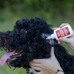 Jeffers Anti-Itch Ear Drops for Dogs & Cats, 2 fl oz -1% Hydrocortisone Otic Solution, Soothes Itchy Ears, Supports Ear Comfort & Hygiene, Clean & Refreshes, Safe for Puppies, Kittens, Adult Pet