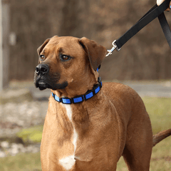 *COASTAL Natural Control Training Collar Additional Links 3pk