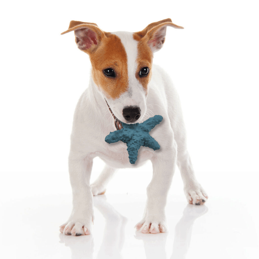 ETHICAL/SPOT Love The Earth Starfish 6"