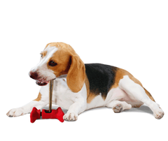 ETHICAL/SPOT Treat Holder 6"