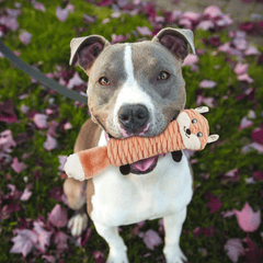 ETHICAL/SPOT Skinneeez Stretcheez Stretch & Squeak Dog Toy 13"