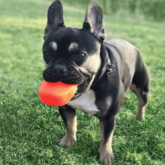 RUFF DAWG Rock