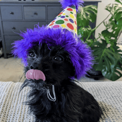 HUXLEY & KENT Party Hat Happy Barkday L