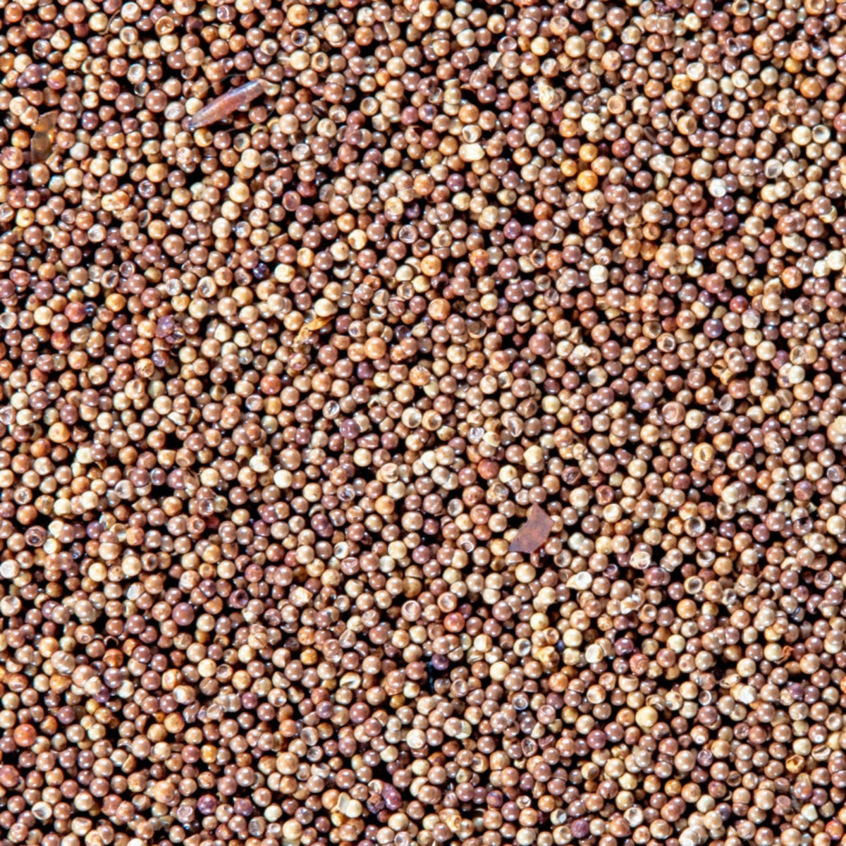 San Francisco Bay Brand Brine Shrimp Eggs Live Fish Food 1ea/6 g