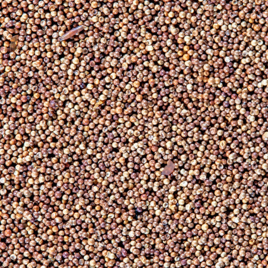 San Francisco Bay Brand Brine Shrimp Eggs Live Fish Food 1ea/6 g