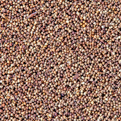 San Francisco Bay Brand Brine Shrimp Eggs Live Fish Food 1ea/6 g