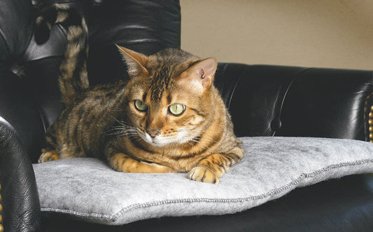 Mysterious Purr-Pad 20"x20" Charcoal 2pk