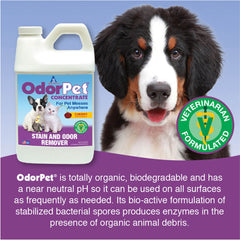 OdorPet Concentrate Stain Remover  Black Cherry ½ Gallon