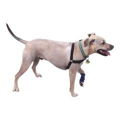 Healers Leg Wrap for Dogs, Medium