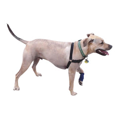 Healers Leg Wrap for Dogs, Small