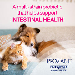 Kit Proviable-KP/DC para perros y gatos pequeños, 15 ml de pasta/10 cápsulas