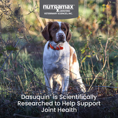 Nutramax Dasuquin for Small to Medium Dogs, Joint Health Supplement, Contains Glucosamine for Dogs, Plus Chondroitin, ASU, MSM and More, Supports Healthy Joints, Soft Chews, 42 Count