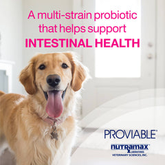 Kit Proviable-KP/DC para perros medianos y grandes, 30 ml de pasta/10 cápsulas