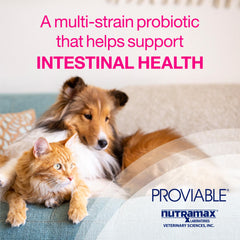 Proviable-DC para perros y gatos, 30 cápsulas