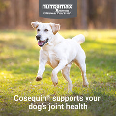 Cosequin Maximum Strength Plus MSM  250 Chewable Tabs
