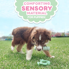 Nylabone Sensory Material Puppy Teething Ring Chicken, 1ea/SMall/Regular  Up To 25 Ibs. 1 ct