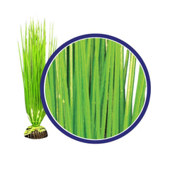 Weco Products Freshwater Series Asian Hairgrass Aquarium Plant Green, 1ea/12 in