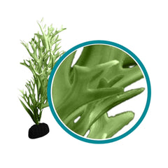 Weco Products Marine Pro Series Giant Kelp Aquarium Plant Green, 1ea/12 in, Giant