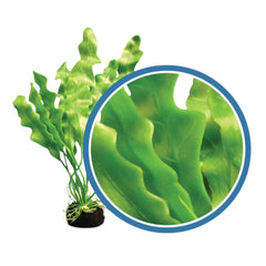 Weco Products Freshwater Pro Series Amazon Ruffled Sword Aquarium Plant Green, 1ea/24 in