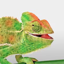 Reptiles