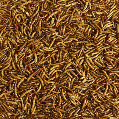 Kaytee Mealworm Food Pouch 7oz