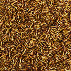 Kaytee Mealworm Food Pouch 7oz