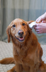 Healthy Promise Cat & Dog Ear Wipes (35 Count)