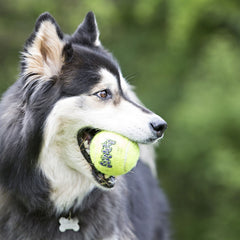 KONG - Squeakair® Balls - Dog Toy Premium Squeak Tennis Balls, Gentle on Teeth - for Small Dogs (3 Pack)