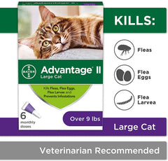 Advantage II Cat Large Purple 6-Pack