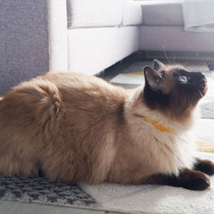 Plant Based Flea & Tick Cat Collar