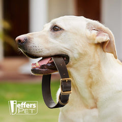 Jeffers Heavy Duty Flat Latigo Leather Dog Collar with Solid Brass Hardware, Adjustable Secure Fit for Dogs, Safe Chestnut Collar for Walking, Training & Outdoor Pet Accessories - 3/4" x 15"