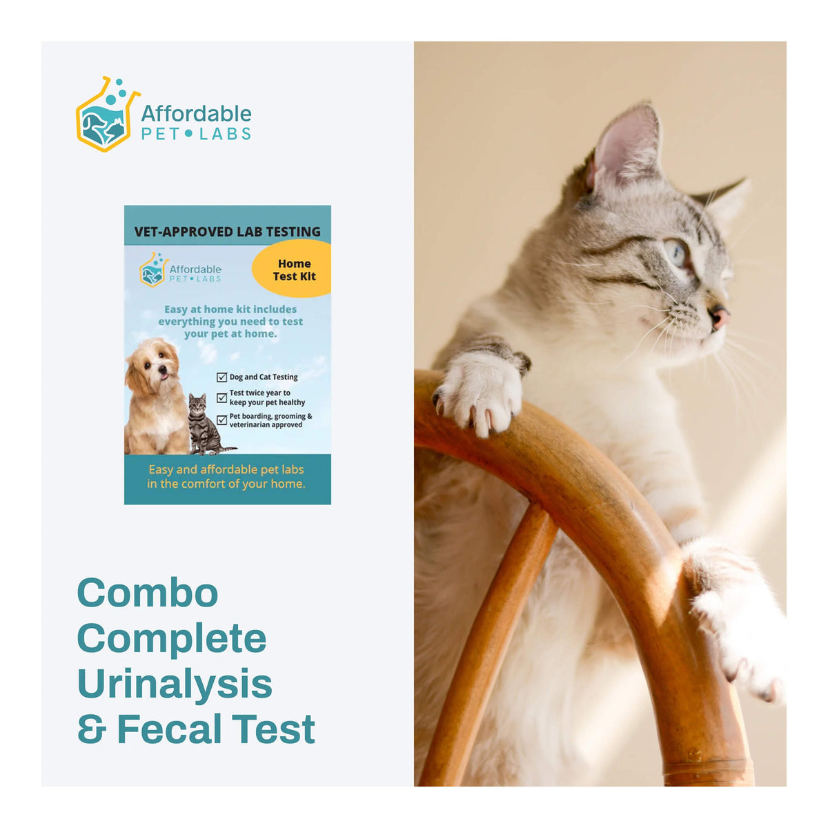 Rx Clavamox for Dogs and Cats (Amoxicillin trihydrate/clavulanate potassium) For Oral Suspension Oral Drops, 15 ml