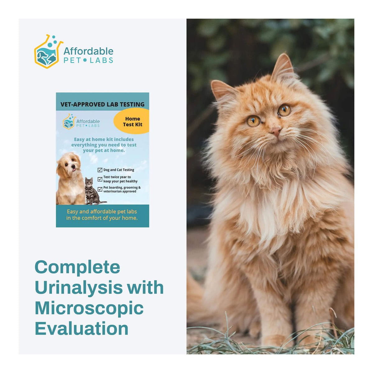 Análisis de orina completo con evaluación microscópica para gatos de Affordable Pet Labs (kit fácil de usar en casa)