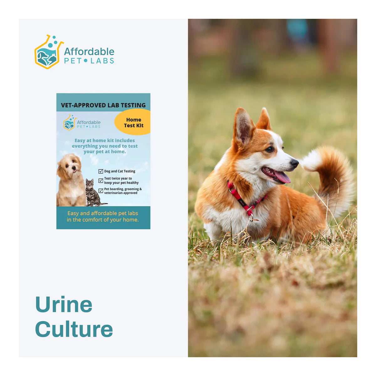 Affordable Pet Labs - Urine Culture For Dogs, Easy Home Kit