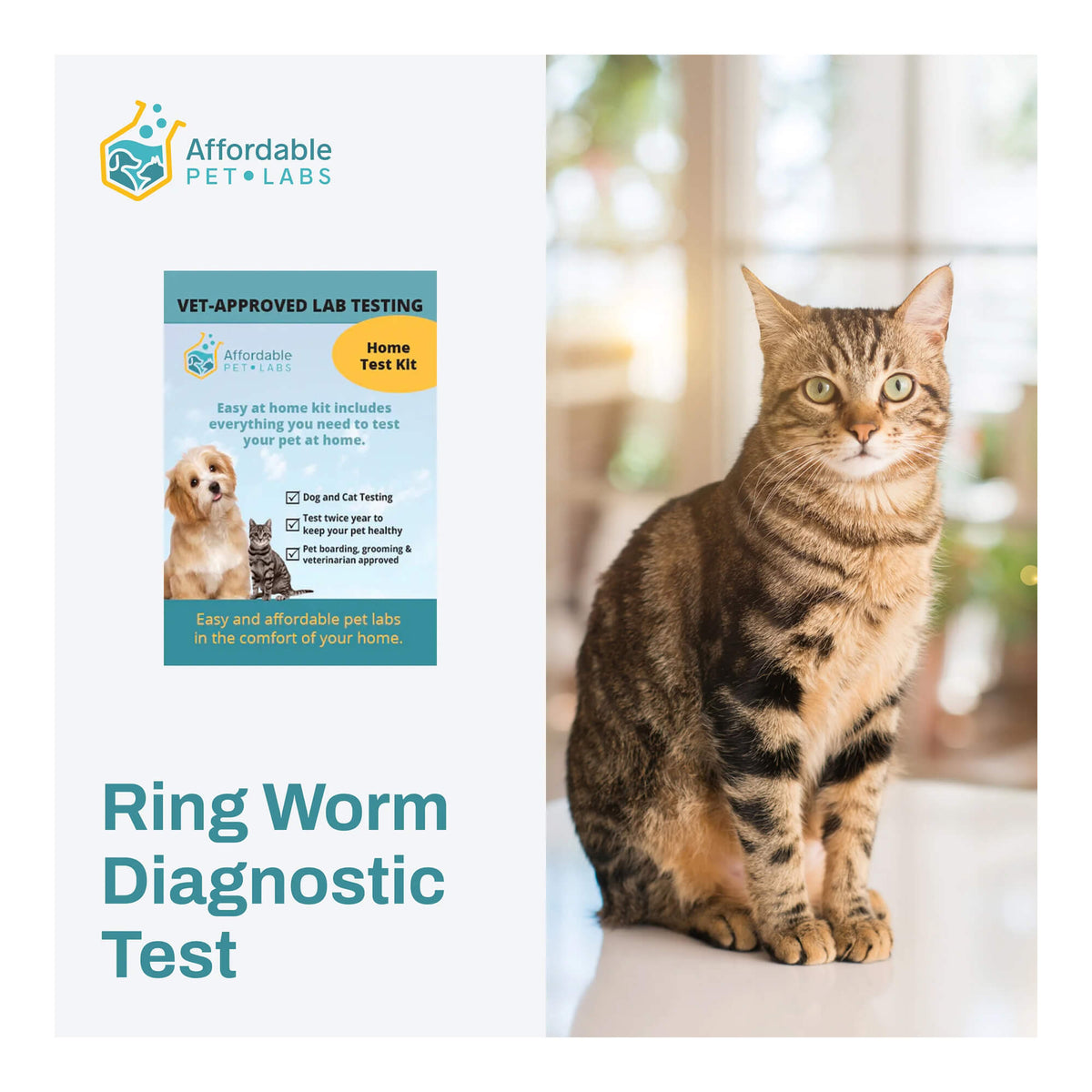 Affordable Pet Labs Ring Worm Diagnostic Test For Cats Easy Home Collection Kit