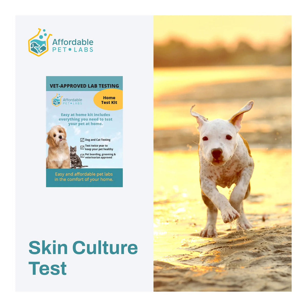 Affordable Pet Labs Skin Culture Test For Dogs Easy Home Kit Affordable Pet Labs