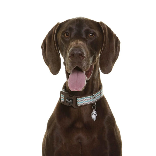DOOG Neoprene Dog Collar Benji Large Blue/Grey – COLBBZ-L