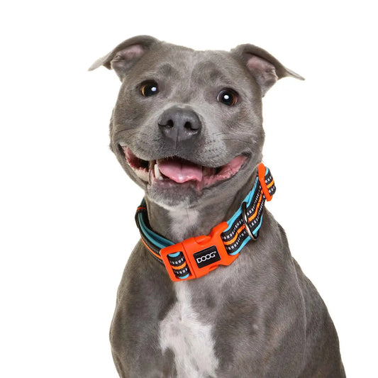 DOOG Neoprene Dog Collar Beethoven Neon Large Orange/Blue – COLBEET-L