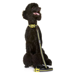 DOOG Neoprene Dog Collar Bolt Neon Large Yellow/Black – COLBOLT-L