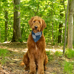 DGS Pet Products Unbugz-It Bandana Extra Large Square Blue 16″ x 10″ x 0.1″ – DGSBNDUSQXL01