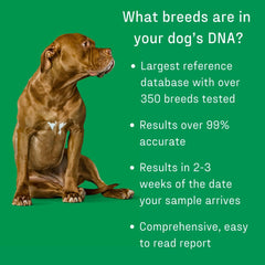 DNA My Dog Essential Breed ID Test