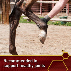 Vita Flex Pro MSM Quality Joint Supplement for Horses, Dogs and Cats, 10 lbs