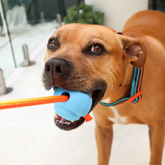 DOOG Fetch-ables Fetch-A-Tug Dog Toy Blue 12″ x 2.75″ x 2.75″ – FBR02